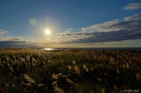 /album/%e5%a4%8f/%e3%82%b9%e3%82%b9%e3%82%ad%e3%80%80%ef%bd%a5%ef%bd%a5%ef%bd%a5%e5%a4%95%e9%99%bd%e3%81%ab%e8%bc%9d%e3%81%84%e3%81%a6%ef%bd%a5%ef%bd%a5%ef%bd%a52-1-jpg/